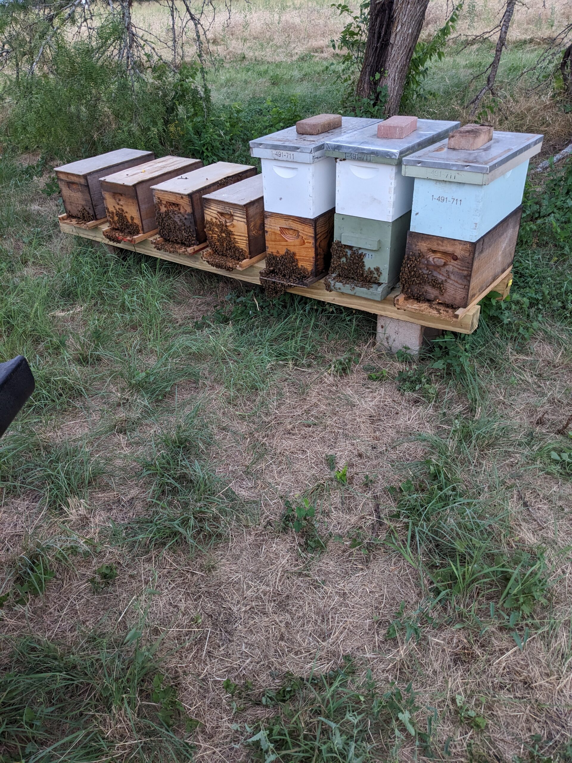 Wooden and painted beehives sit on a stand amidst grass and trees. Bees cluster at hive entrances, suggesting an active, bustling environment.