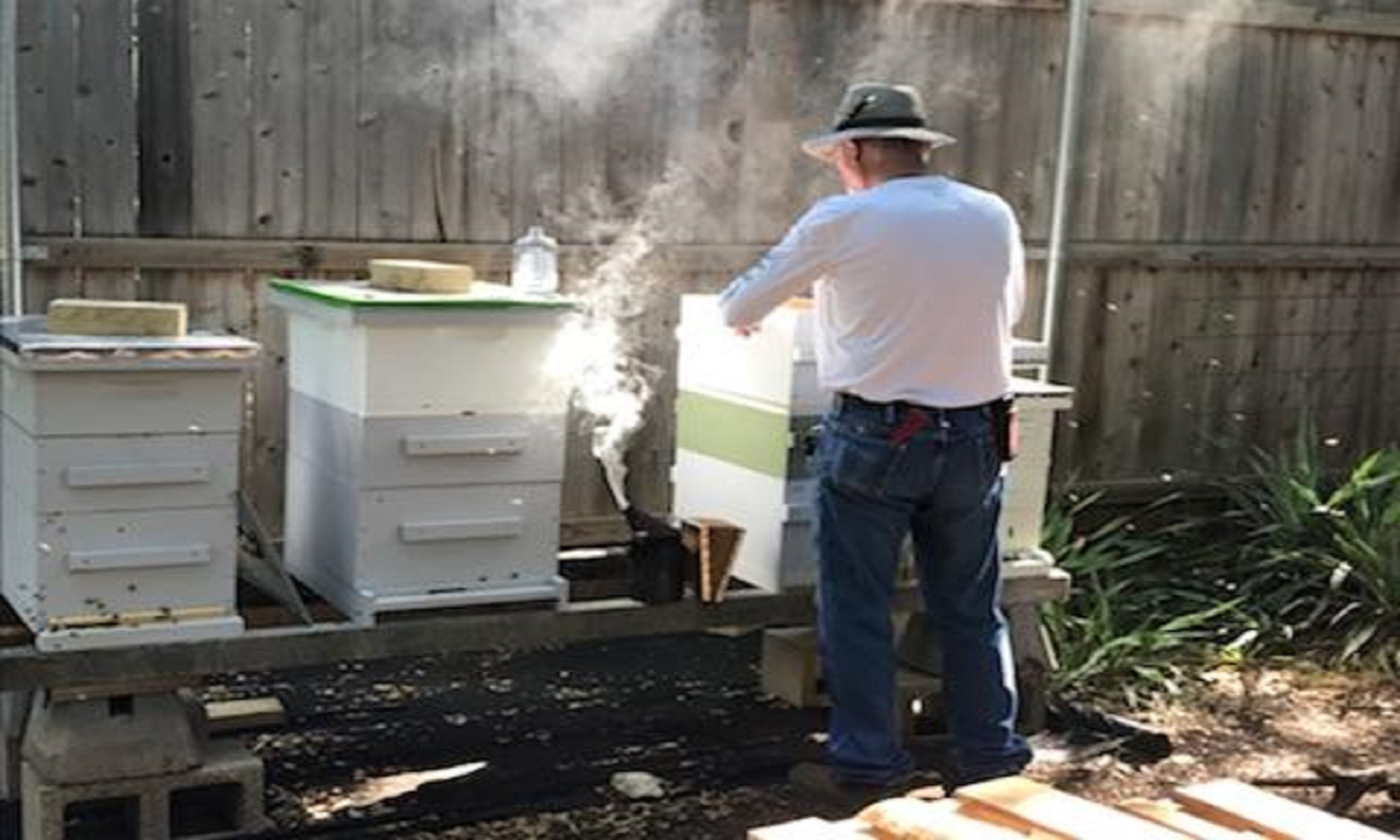 A person in a hat tends to beehives with smoke rising, amidst a sunlit garden with a wooden fence. The scene conveys focus and calm in beekeeping.