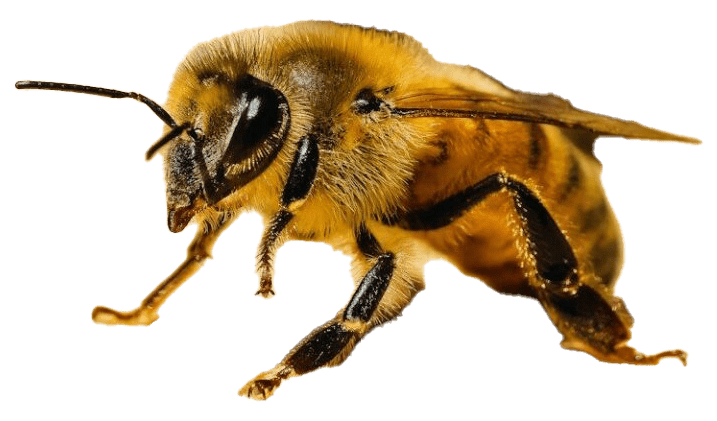 A bee with a yellow and black striped body, translucent blue wings, and big eyes.