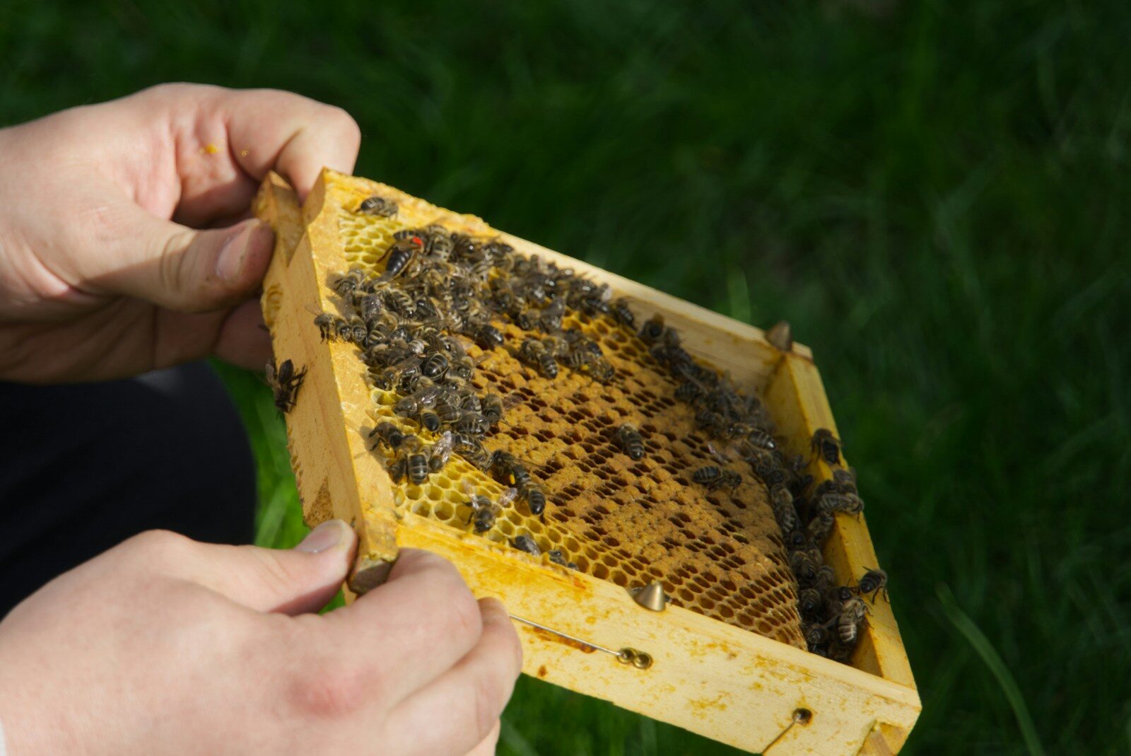 Bees are on a honeycomb frame.