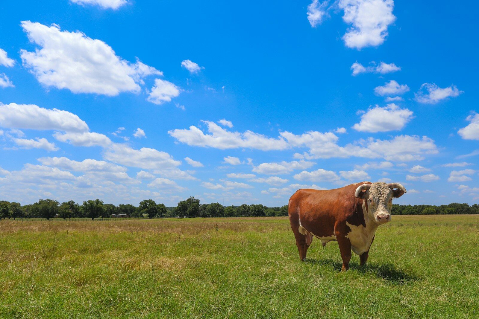 a brown and white cow standing on top of a lush green field