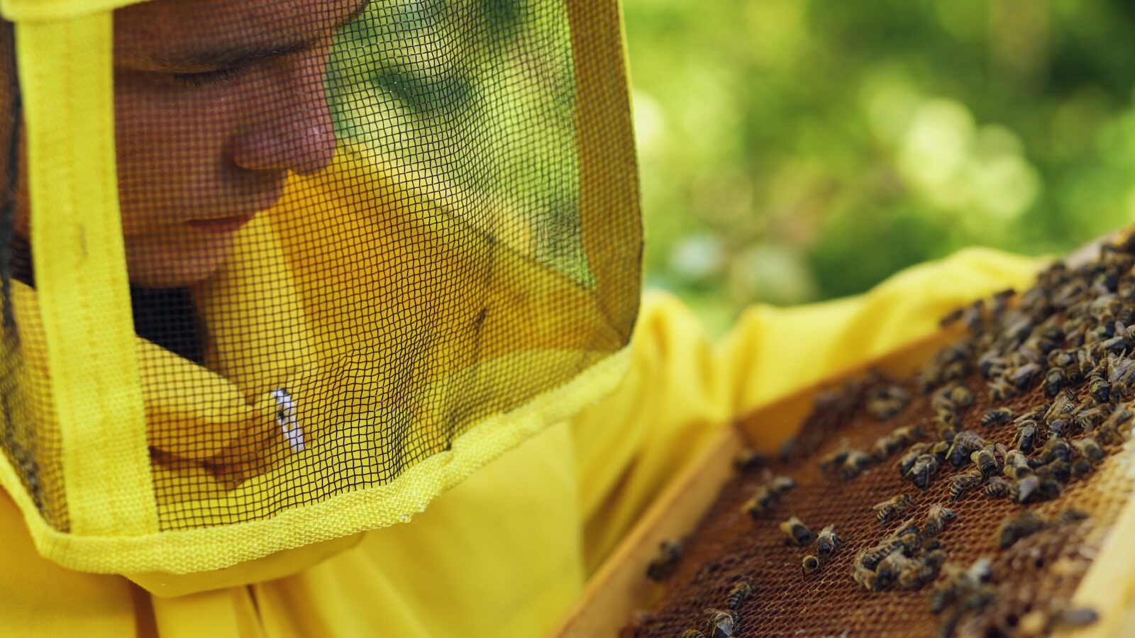 Beekeeper in protective suit examines honeycomb with bees.