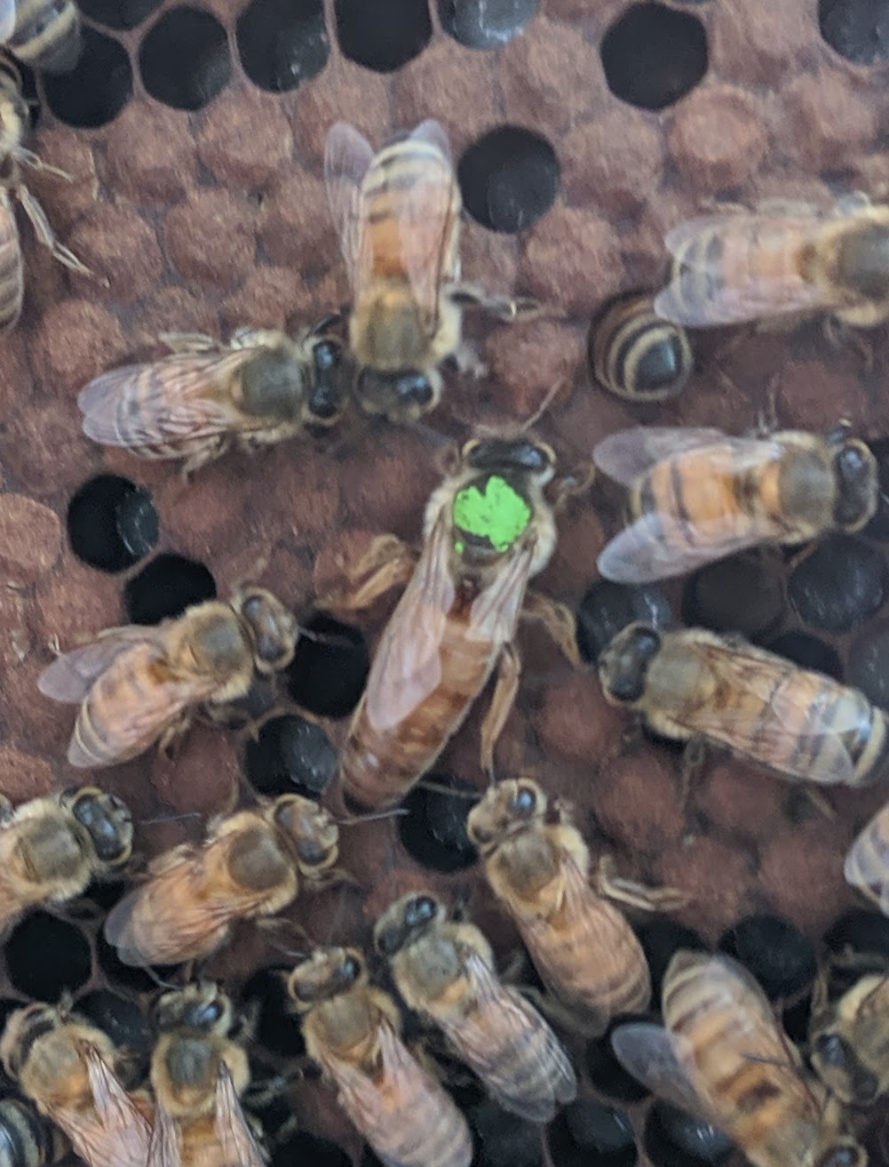 Close-up of a queen bee with a green marking, surrounded by worker bees on a honeycomb. Bright honeycomb graphics accent the corners, adding a vibrant touch.
