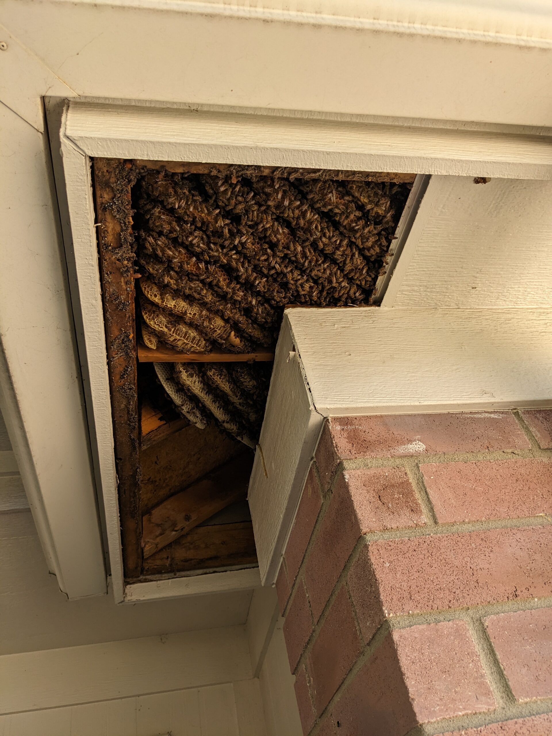 Exposed honeycomb structure of a large beehive inside a ceiling corner near a brick chimney. The scene feels orderly yet slightly unsettling.