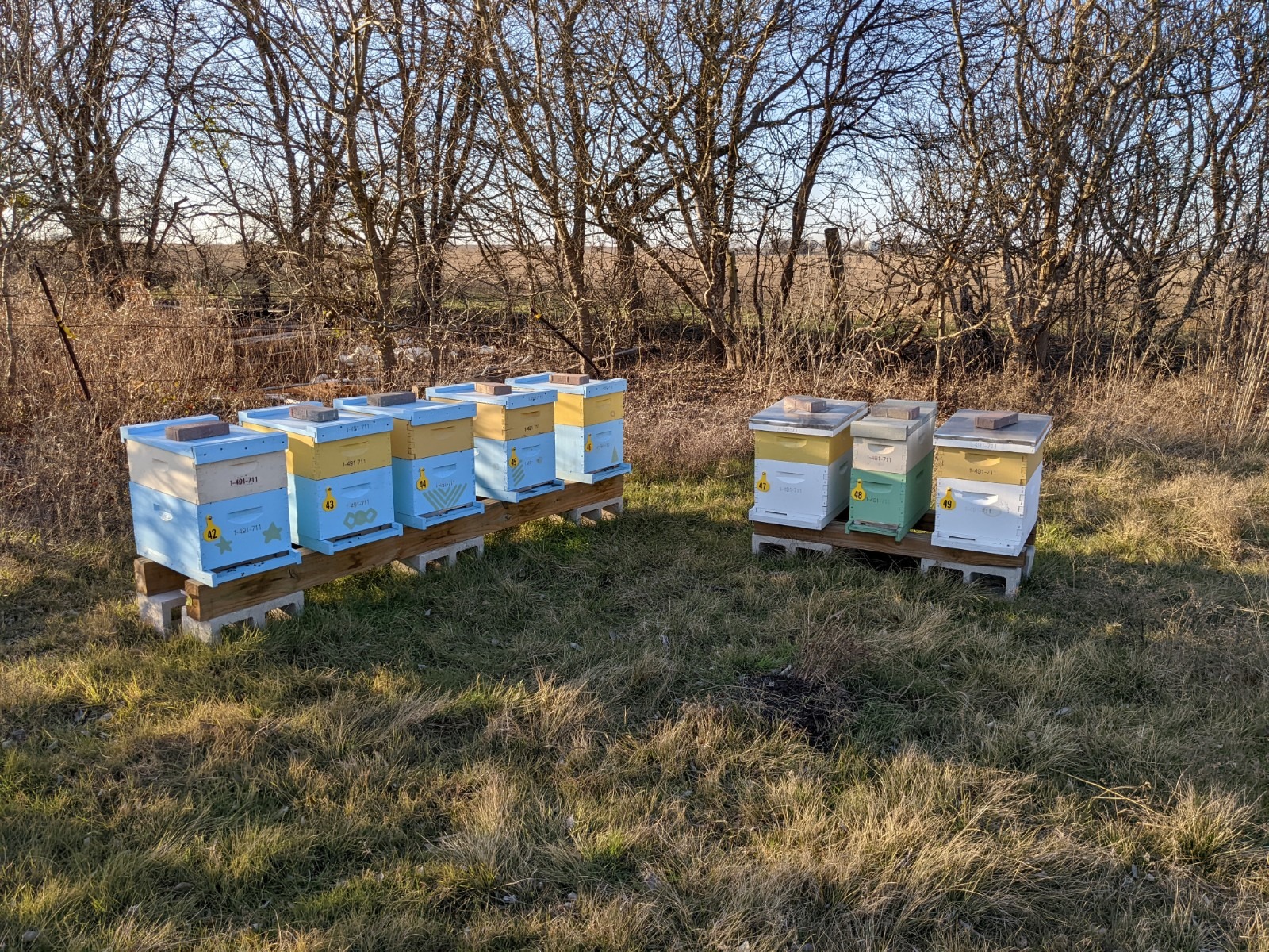 A row of colorful beehives on wooden pallets sit in a grassy field. Bare trees and a wire fence form the background under a clear blue sky.