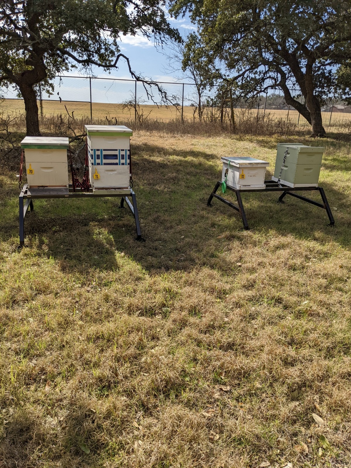 A row of colorful beehives on wooden pallets sit in a grassy field. Bare trees and a wire fence form the background under a clear blue sky.